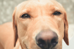 A close up of a yellow labrador retriever.